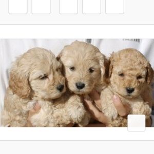 Meet your Posher, Shannon